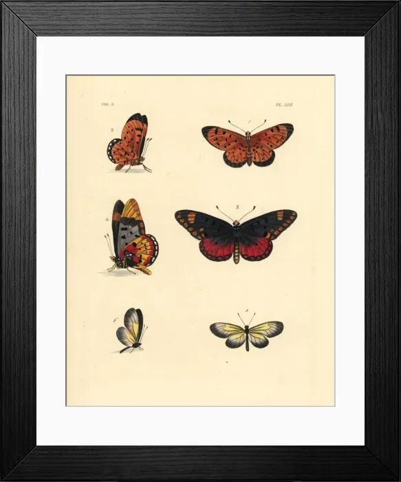 Framed Print : Pink acraea, large spotted acraea and yellow clearwing Framed Print : Pink acraea, large spotted acraea and yellow clearwing