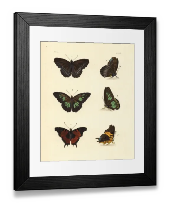 Framed Print : Pied piper, green false acraea and forest admiral butterfly Framed Print : Pied piper, green false acraea and forest admiral butterfly