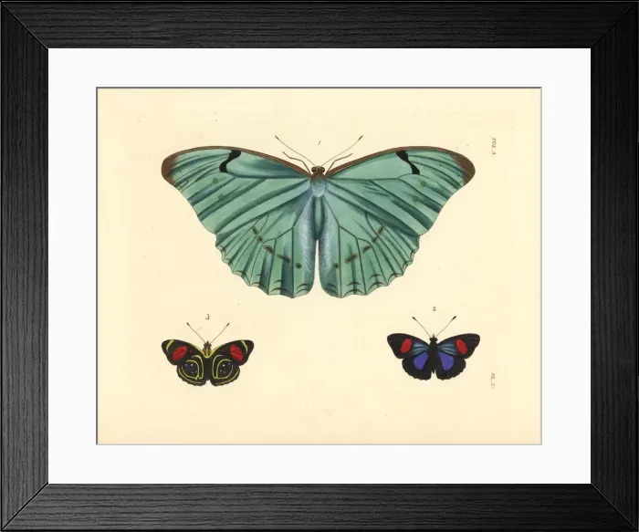 Framed Print : Morpho and hydaspes eighty-eight butterfly Framed Print : Morpho and hydaspes eighty-eight butterfly