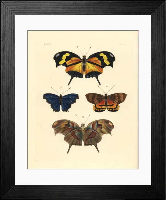 Framed Print : Tiger leafwing, orsis bluewing and Ceretes thais moth Framed Print : Tiger leafwing, orsis bluewing and Ceretes thais moth