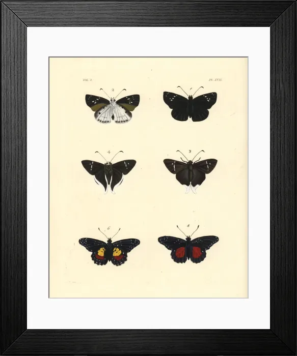 Framed Print : Clouded flat, Cramers longtail and crimson patch