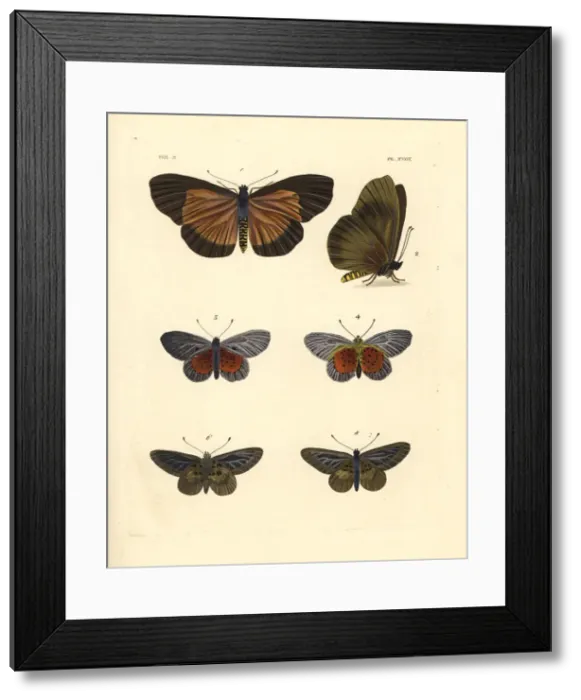 Framed Print : Clouded bemastistes, glassy acraea and white Framed Print : Clouded bemastistes, glassy acraea and white