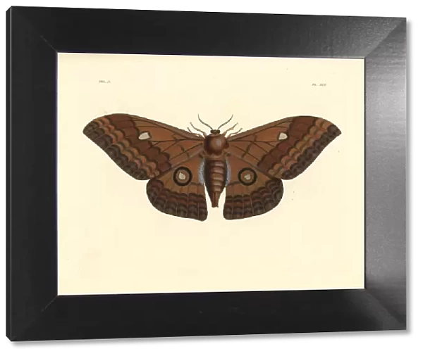 Pseudobunaea alinda moth