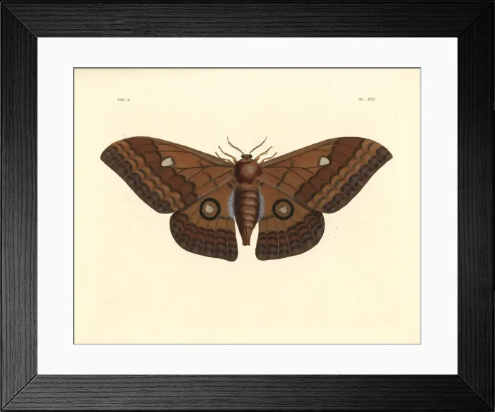 Framed Print : Pseudobunaea alinda moth Framed Print : Pseudobunaea alinda moth