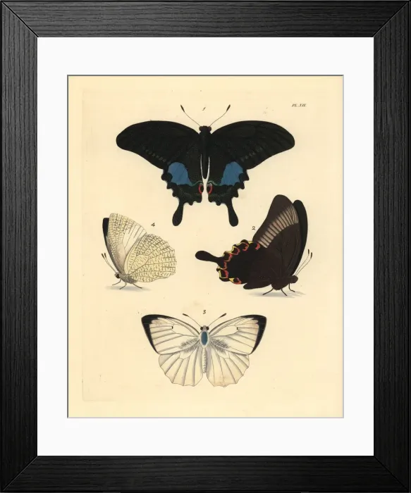 Framed Print : Paris peacock and mottled emigrant butterfly Framed Print : Paris peacock and mottled emigrant butterfly