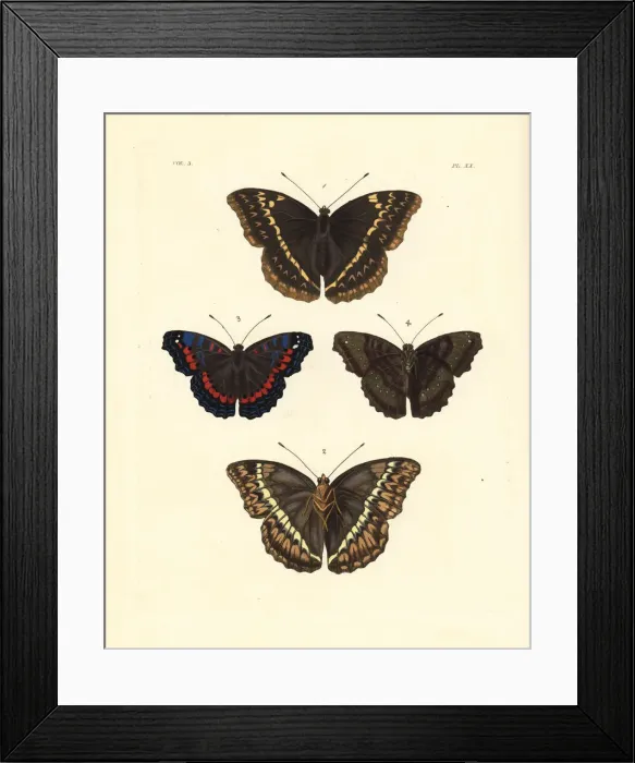 Framed Print : Western glider and gaudy commodore butterfly Framed Print : Western glider and gaudy commodore butterfly