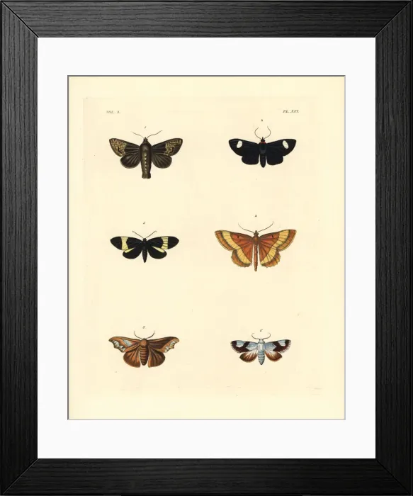 Framed Print : Exotic moths Framed Print : Exotic moths