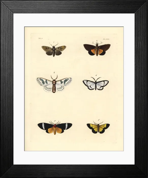 Framed Print : Exotic moths Framed Print : Exotic moths