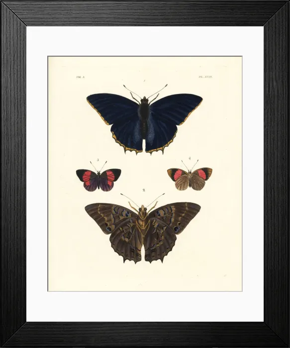 Framed Print : Common blue charaxes and blind eighty-eight moth Framed Print : Common blue charaxes and blind eighty-eight moth