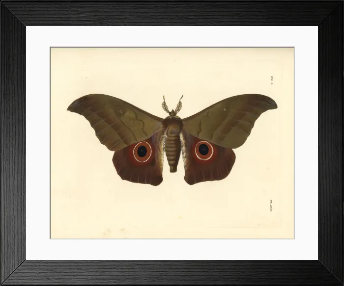 Framed Print : Lobobunaea phaedusa moth Framed Print : Lobobunaea phaedusa moth