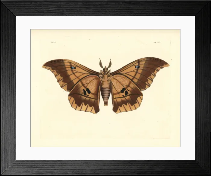 Framed Print : Lobobunaea phaedusa moth Framed Print : Lobobunaea phaedusa moth