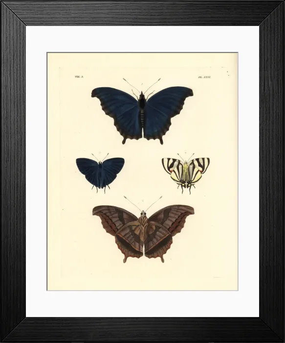 Framed Print : Laodice untailed charaxes and phaleros hairstreak Framed Print : Laodice untailed charaxes and phaleros hairstreak