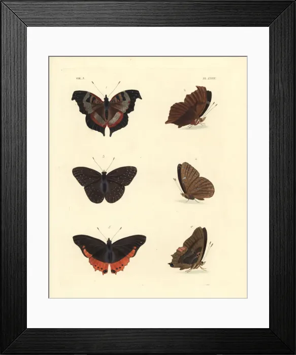 Framed Print : Fashion commodore, guineafowl and small flame-bordered Framed Print : Fashion commodore, guineafowl and small flame-bordered