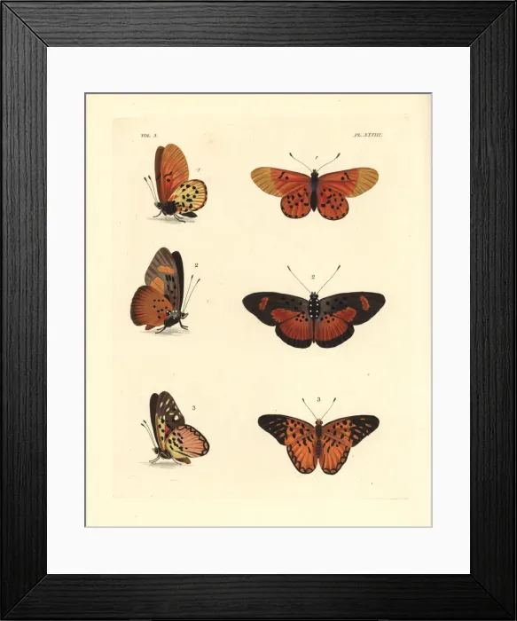 Framed Print : Garden acraea, common bematistes, and western Framed Print : Garden acraea, common bematistes, and western