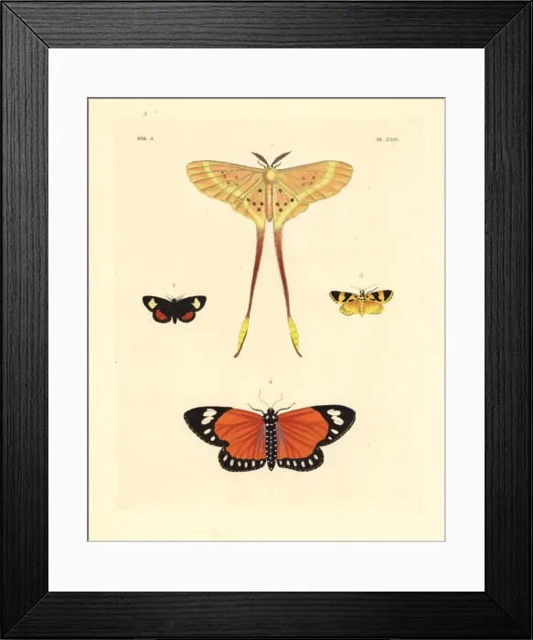 Framed Print : Exotic moths including Eustera brachyura Framed Print : Exotic moths including Eustera brachyura