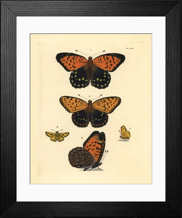 Framed Print : Regal fritillary and fiery skipper butterfly Framed Print : Regal fritillary and fiery skipper butterfly