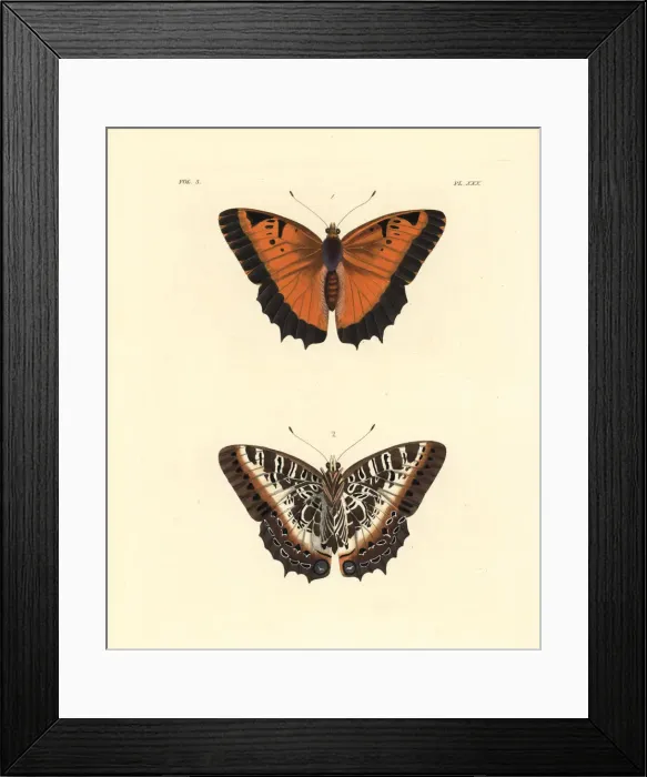 Framed Print : Black-bordered charaxes, Charaxes pollux Framed Print : Black-bordered charaxes, Charaxes pollux