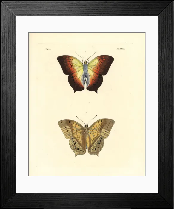 Framed Print : Karkloof emperor or pearl emperor butterfly Framed Print : Karkloof emperor or pearl emperor butterfly