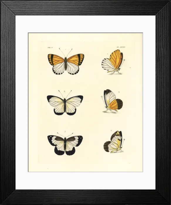 Framed Print : Common dotted border, western dotted border Framed Print : Common dotted border, western dotted border