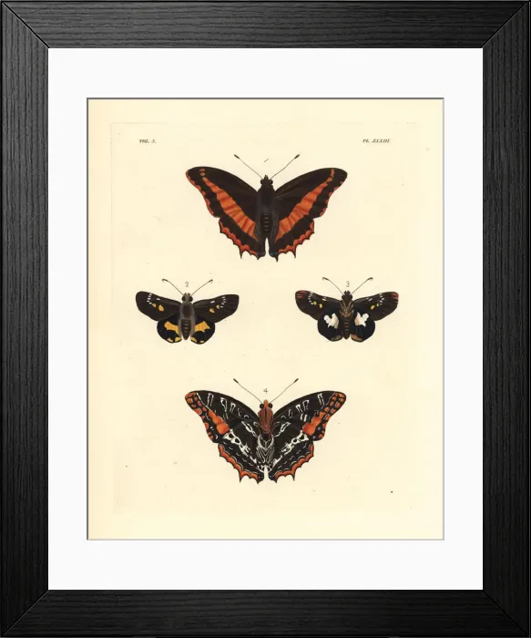 Framed Print : Eudoxus charaxes and western nightfighter Framed Print : Eudoxus charaxes and western nightfighter
