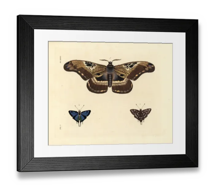 Framed Print : Dactyloceras lucina moth and common silverspot butterfly Framed Print : Dactyloceras lucina moth and common silverspot butterfly