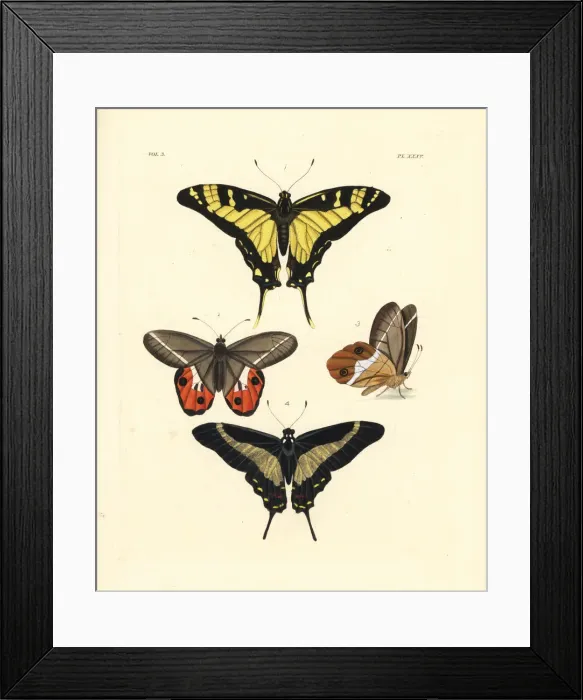 Framed Print : Orange kite swallowtail, Pierella nereis Framed Print : Orange kite swallowtail, Pierella nereis
