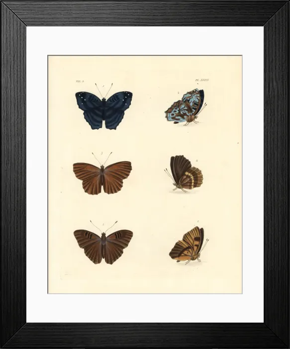Framed Print : Brilliant nymph, alphaea nymph and doriclea nymph Framed Print : Brilliant nymph, alphaea nymph and doriclea nymph