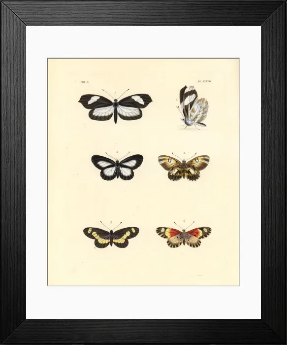 Framed Print : Crisia mimic white, Drurys delight and bonasia acraea Framed Print : Crisia mimic white, Drurys delight and bonasia acraea