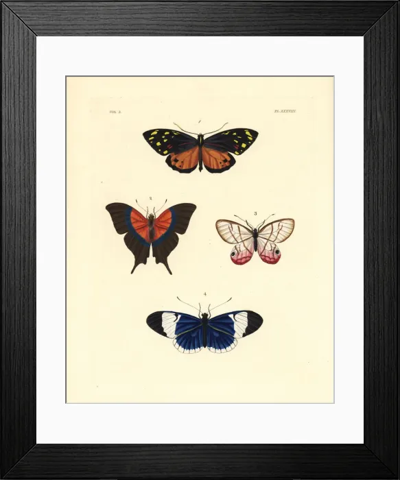 Framed Print : Tiger, daggerwing, satyr and sapho butterflies Framed Print : Tiger, daggerwing, satyr and sapho butterflies