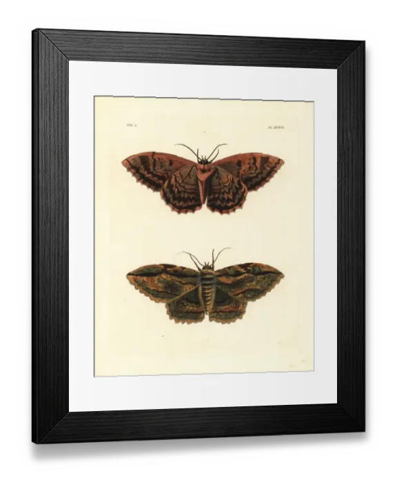 Framed Print : Owl moth, Thysania zenobia Framed Print : Owl moth, Thysania zenobia