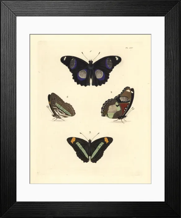 Framed Print : Great eggly and iphiclus sister butterfly Framed Print : Great eggly and iphiclus sister butterfly