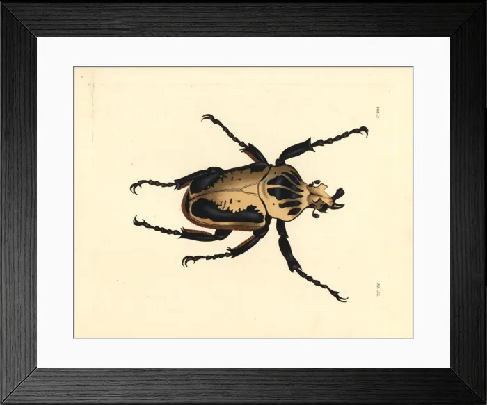 Framed Print : Royal goliath beetle, Goliathus regius Framed Print : Royal goliath beetle, Goliathus regius