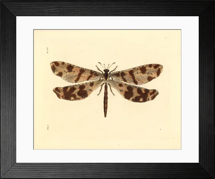 Framed Print : Antlion, Palpares libelluloides Framed Print : Antlion, Palpares libelluloides