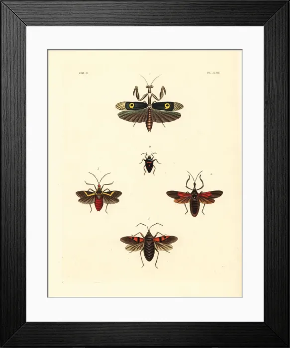 Framed Print : African flower mantis and exotic beetles Framed Print : African flower mantis and exotic beetles