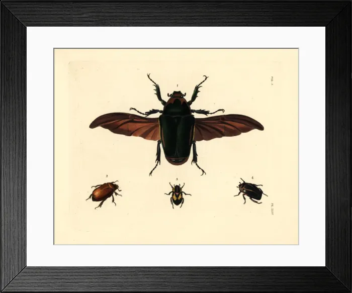 Framed Print : Flower beetle and other exotic beetles Framed Print : Flower beetle and other exotic beetles