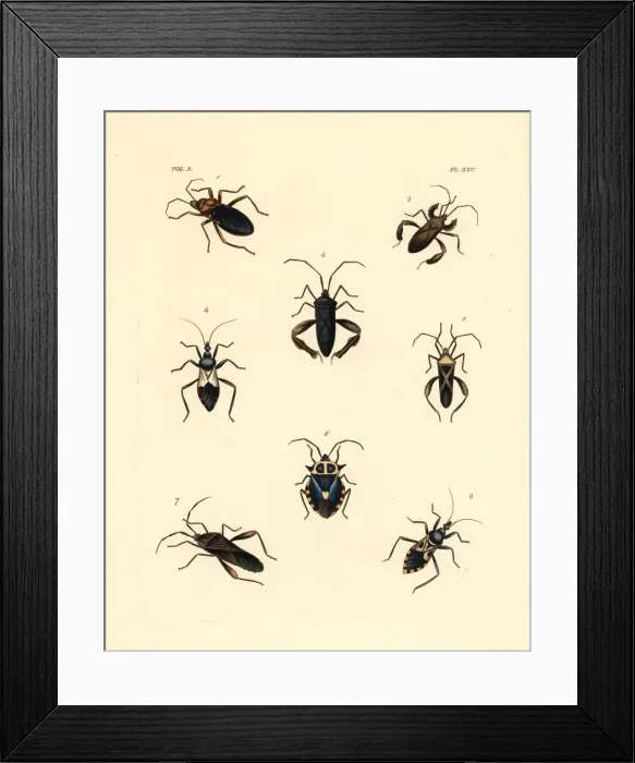 Framed Print : Exotic beetles Framed Print : Exotic beetles