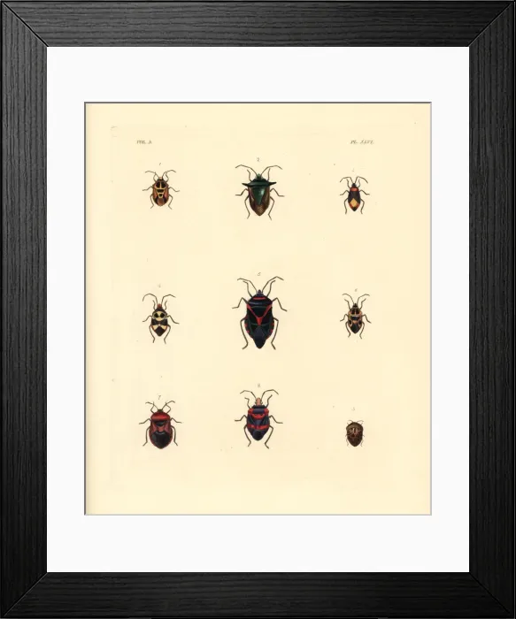 Framed Print : Exotic beetles Framed Print : Exotic beetles