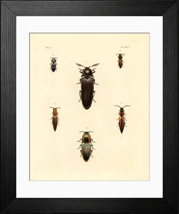 Framed Print : Elater beetles Framed Print : Elater beetles
