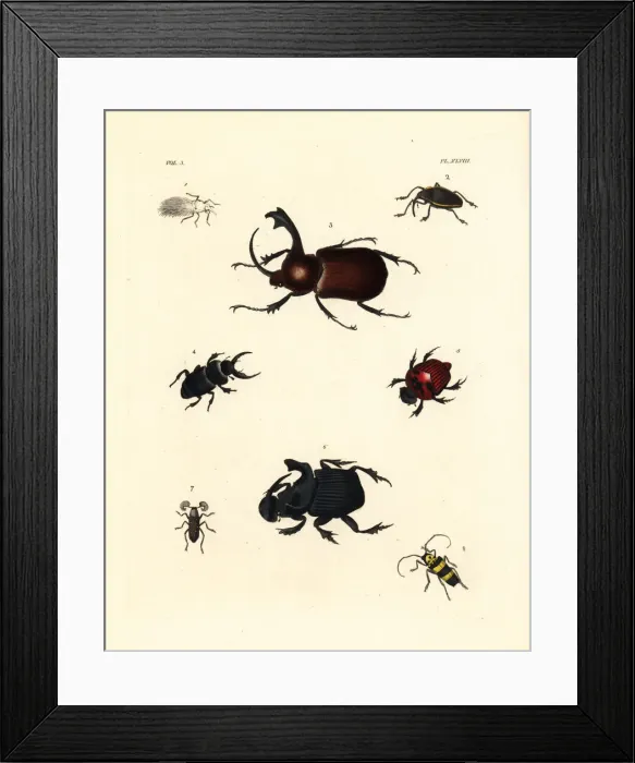 Framed Print : Exotic beetles Framed Print : Exotic beetles