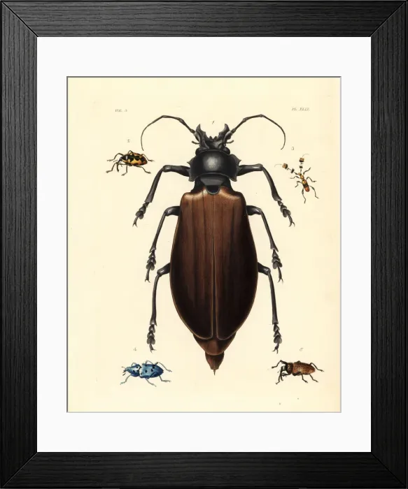 Framed Print : Titan and other exotic beetles Framed Print : Titan and other exotic beetles