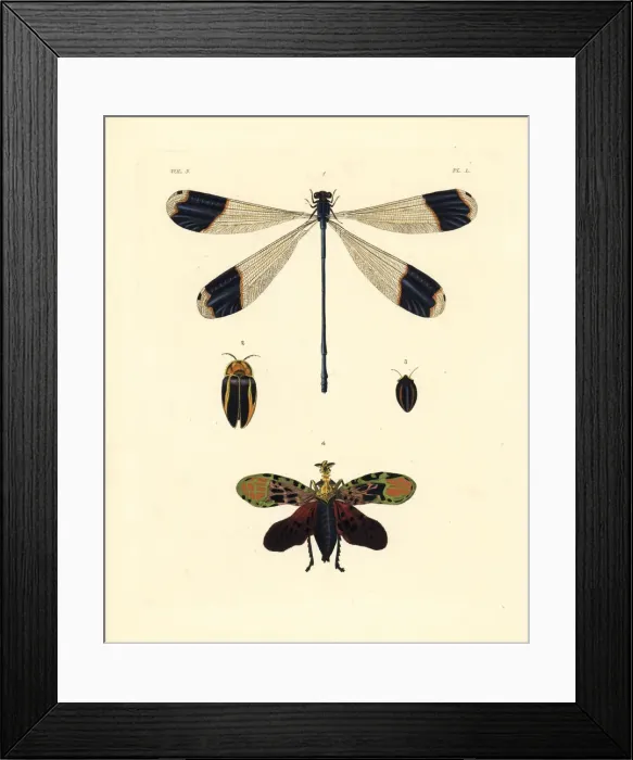 Framed Print : Azure hawker and exotic insects Framed Print : Azure hawker and exotic insects