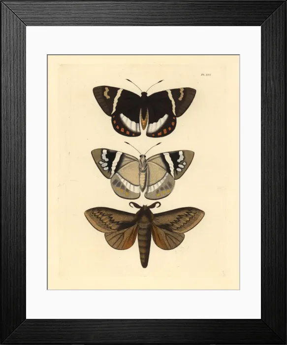 Framed Print : Exotic moths Framed Print : Exotic moths