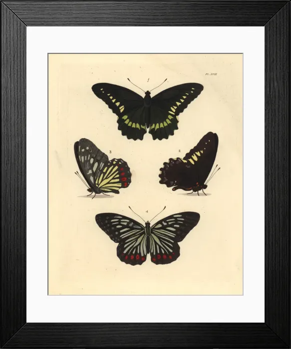 Framed Print : Gold rim swallowtail and red ring skirt butterfly Framed Print : Gold rim swallowtail and red ring skirt butterfly