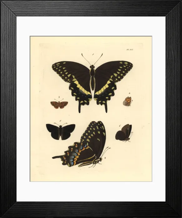 Framed Print : Exotic butterflies including the palamedes swallowtail Framed Print : Exotic butterflies including the palamedes swallowtail