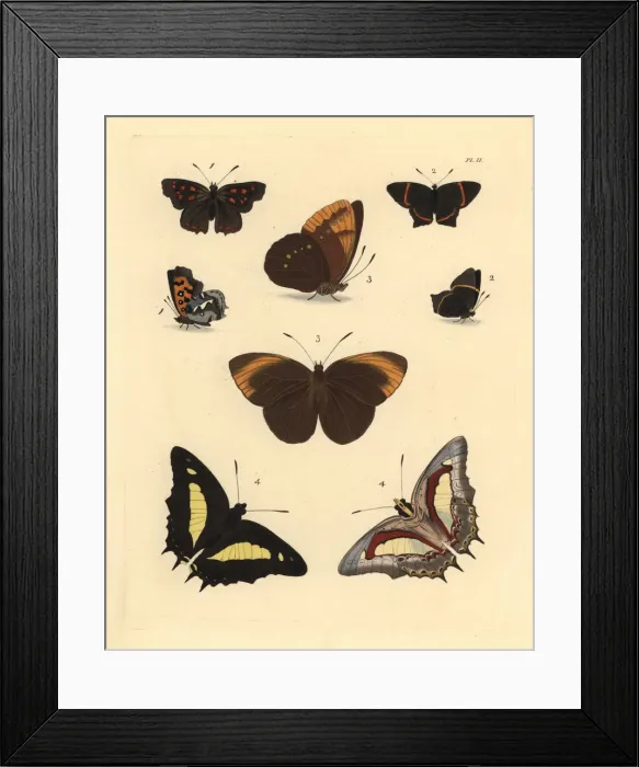 Framed Print : Exotic butterflies Framed Print : Exotic butterflies