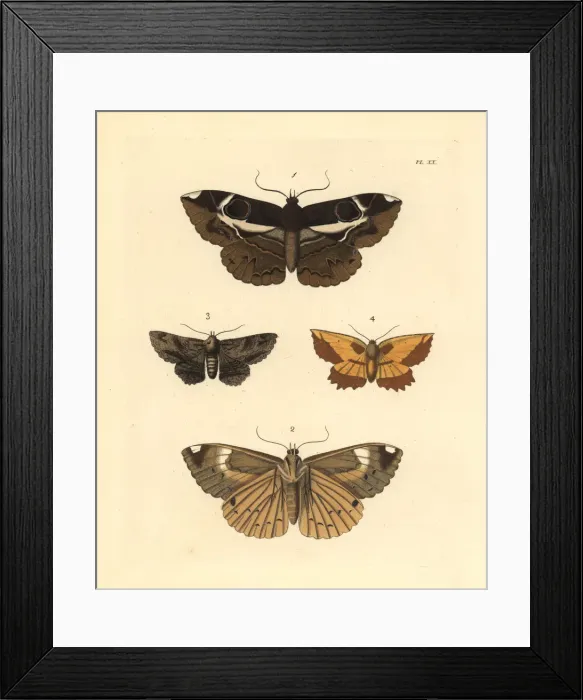 Framed Print : Exotic moths Framed Print : Exotic moths