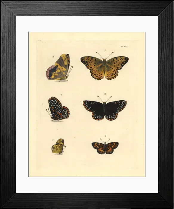 Framed Print : Exotic butterflies Framed Print : Exotic butterflies