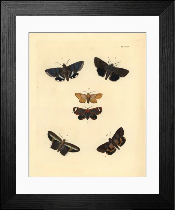 Framed Print : Exotic moths Framed Print : Exotic moths