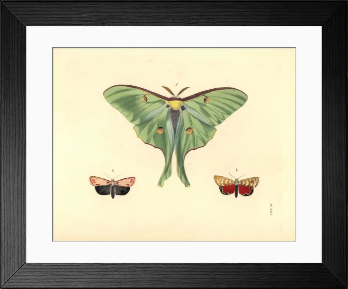 Framed Print : Luna and ornate moths Framed Print : Luna and ornate moths