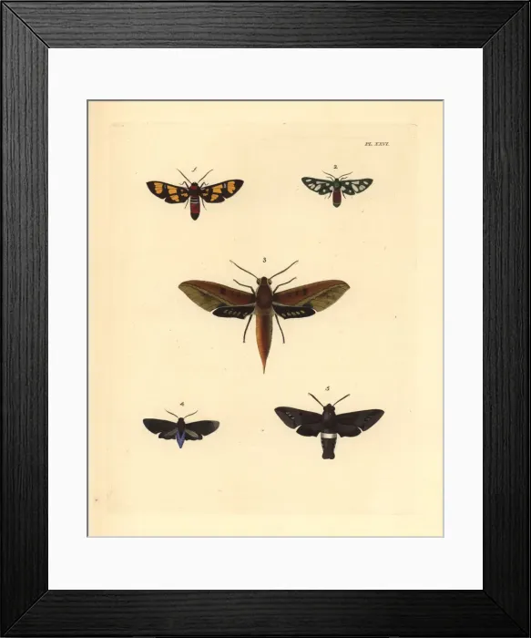 Framed Print : Exotic moths Framed Print : Exotic moths